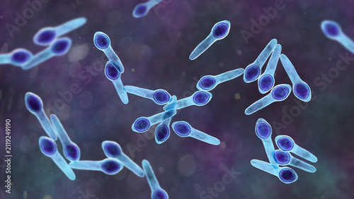 Foto Clostridium botulinum bacterium, 3D illustration showing rod-shaped anaerobic bacteria with terminal endospores giving a drumstick appearance, isolated on neutral background