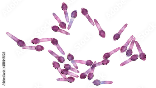 Obraz na plátne Clostridium botulinum bacterium, 3D illustration showing rod-shaped anaerobic bacteria with terminal endospores giving a drumstick appearance, isolated on neutral background