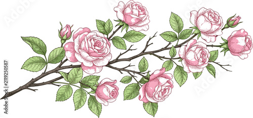 Hand-drawn botanical illustration of a blooming rose branch with pink roses, buds, and green leaves on a white background