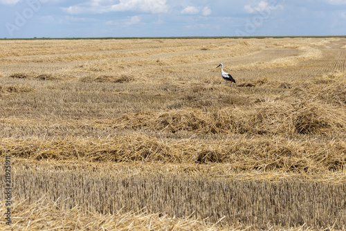 Foto A solitary white stork (Ciconia ciconia) walks among rows of dry straw in a vast harvested agricultural field under a daytime sky