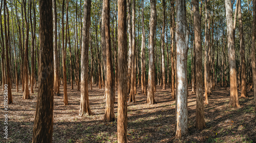 Cinnamon Tree Forest with Straight Trunks in Daylight