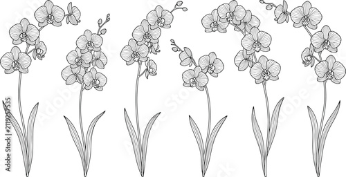 Obraz na płótnie Set of handdrawn orchid flowers, botanical illustration in engraving style