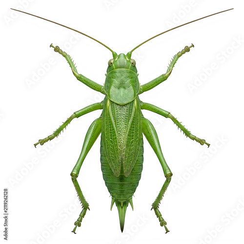 Green grasshopper insect close up macro detail isolated on transparent background