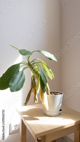 Bild auf Leinwand Unhealthy Madagascar jewel indoor plant with yellowing dry leaves leaning in a pot