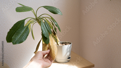 Bild auf Leinwand A female hand gently checks the dry and yellow leaves of a sad drooping Euphorbia plant in a pot on a sunny windowsill, showing the signs of improper care and plant disease