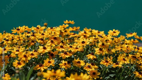Bright Yellow Blooming Flowers Field Under Clear Sky Background