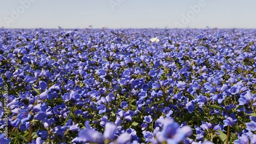 Beautiful Blue Flower Field Under Clear Bright Sky