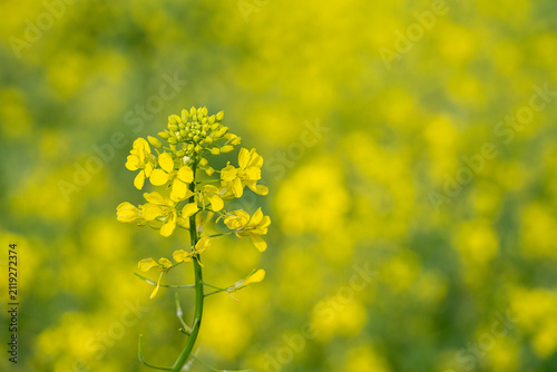 A Field of Wild Mustard