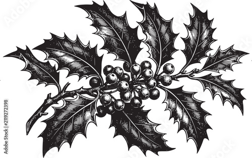 Branch of holly berries and leaves illustration vintage etching style black and white drawing isolated on transparent background winter plant symbol for festive design projects art.