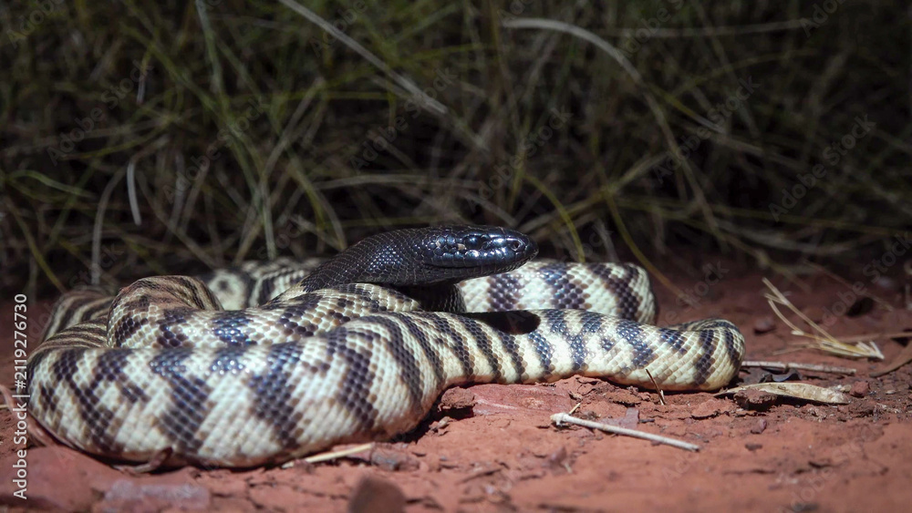 Naklejka premium Black-headed Python Coiled on Red Earth at Night, Western Australia