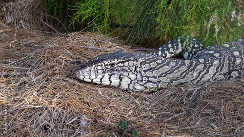 Foto Sand Goanna Resting on Dry Grass Among Native Scrub, Western Australia