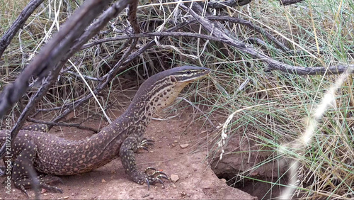 Bild auf Leinwand Yellow-spotted Monitor Lizard Resting Near Burrow in Australian Outback Scrublan