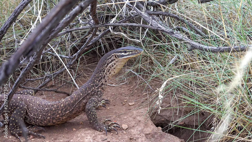 Cuadro en lienzo Yellow-Spotted Monitor Lizard Resting in Arid Scrubland Habitat, Western Austral