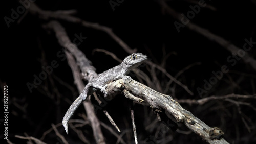Fotografía Western Spiny-tailed Gecko Perching on Dead Branch at Night, Western Australia