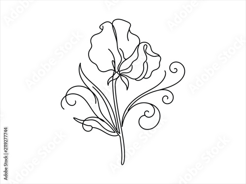 Bild auf Leinwand A beautiful hand drawn line art illustration of a delicate sweet pea flower with