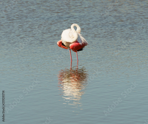 Flamant rose en Camargue, France
