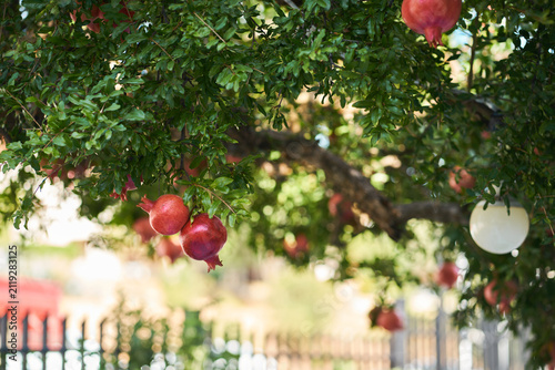 Ripe red pomegranates hanging on lush green tree branches in a sunny garden