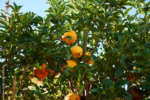 Fresh ripe oranges hanging on branches of a citrus tree with green leaves