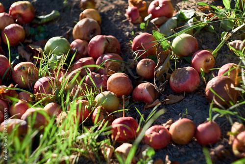 Close-up of fallen rotten apples scattered on the ground among green grass