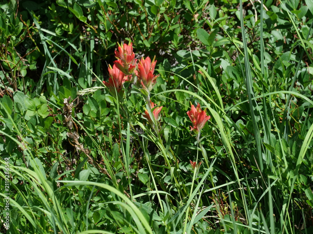 Obraz premium Giant Red Indian Paintbrush (Castilleja miniata) Along Isabelle Glacier Trail, Colorado Rocky Mountains