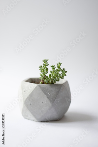 Minimal succulent plant in modern concrete planter isolated on white background