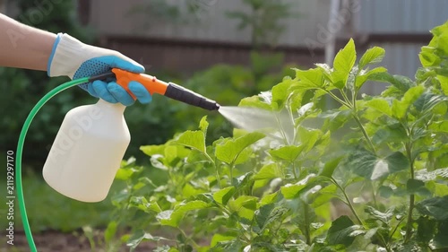 Hand in blue glove spraying green plants with garden sprayer