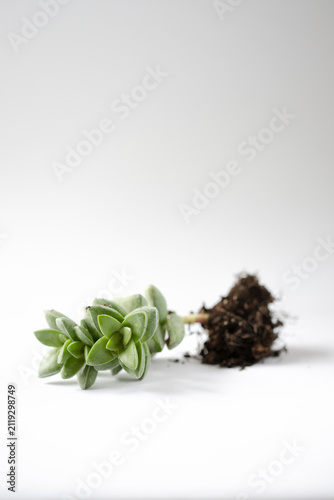 Succulent plant with exposed roots isolated on white background for gardening concept