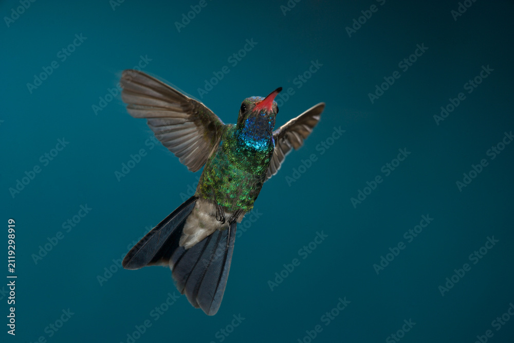 Fototapeta premium Broad-billed Hummingbird in flight
