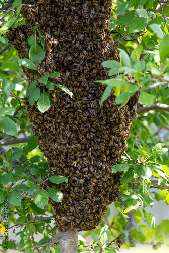 A large swarm of dangerous bees flew away and covered a tree in the garden