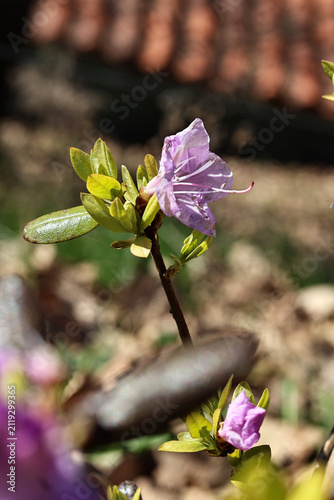 Close-up of a rhododendron flower blooming in a natural setting on a sunny day. Natural light emphasizes the delicate petals, vivid colors and rich floral texture, creating a vibrant botanical composi