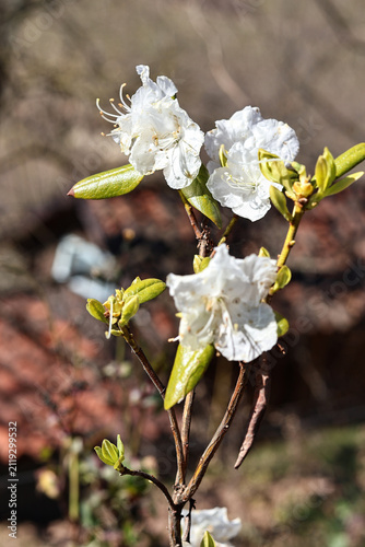 White spring blossoms on flowering shrub with fresh green leaves in soft sunlight, close up garden view showing delicate petals, fine stamens, and blurred natural background
