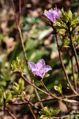 Close-up of a rhododendron flower blooming in a natural setting on a sunny day. Natural light emphasizes the delicate petals, vivid colors and rich floral texture, creating a vibrant botanical composi