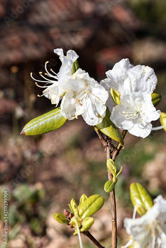 White spring blossoms on flowering shrub with fresh green leaves in soft sunlight, close up garden view showing delicate petals, fine stamens, and blurred natural background