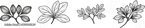 A minimalist black-and-white illustration of two sassafras twigs with mitten-shaped leaves grouped in the center, merging at a solid black branch junction against a white background
