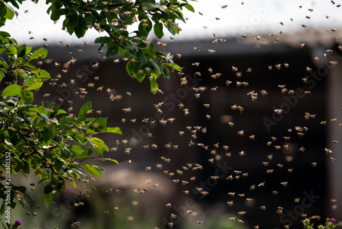 numerous swarm of dangerous insects bees flying flying to the trunk of a tree in the garden