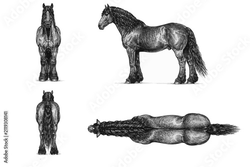 Quadro su tela Hand-drawn pencil sketch of a Friesian Horse portrait from different views