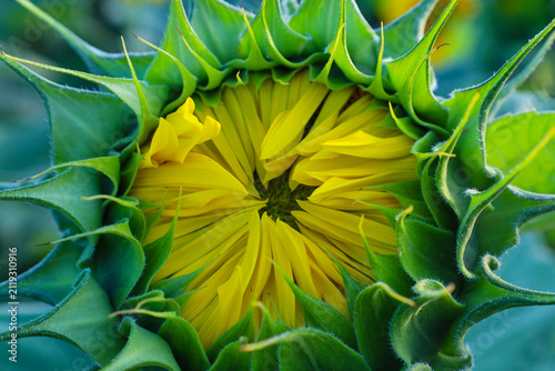 Konstfotografi A macro photograph of a young sunflower bud just beginning to open