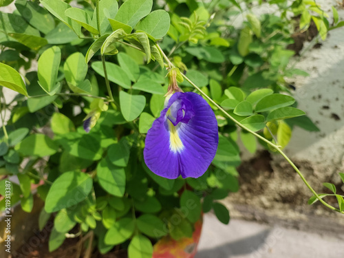 Принти на полотні Purple butterfly pea flower blooming in garden, nature photography, floral wallp