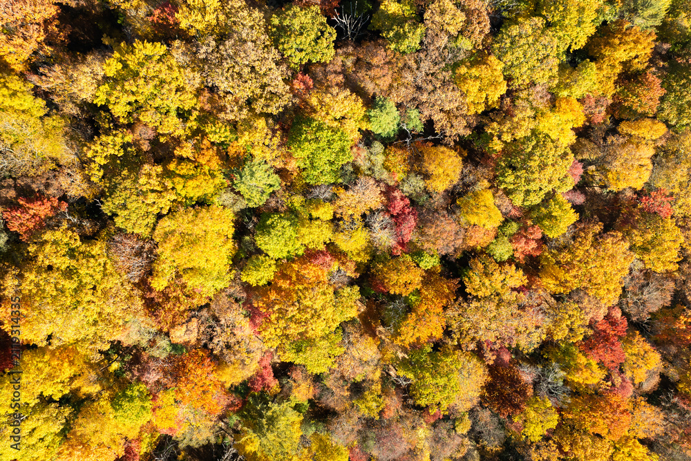 Fototapeta premium Lush forest in fall season. Colorful canopies in autumn woods on sunny day. Landscape of autumnal wild nature