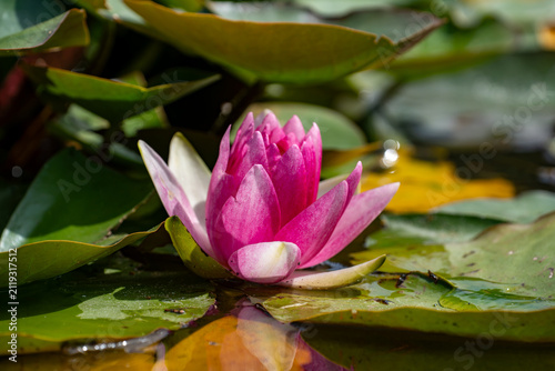Canvastavla Pink water lily blooming among green lily pads on a pond