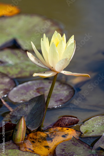Photography Pale yellow water lily rising above the water among lily pads