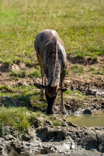 Canvas Print Antelope drinking from a muddy waterhole in green grassland