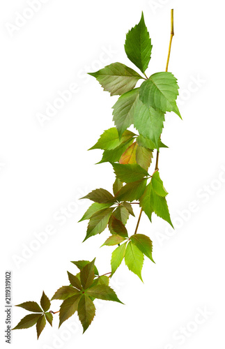Parthenocissus twig with gr...