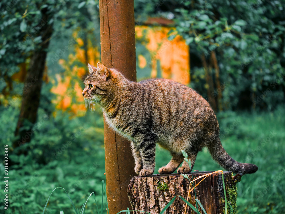 Obraz premium Tabby cat standing on tree stump in forest. Cat looks toward left with alert posture. Green foliage surrounds wooden post and stump. Soft sunlight filters through trees in background