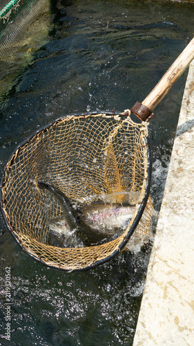 Canvastavla Action shot at a fish farm showing a large landing net pulling a live rainbow trout from a concrete pond