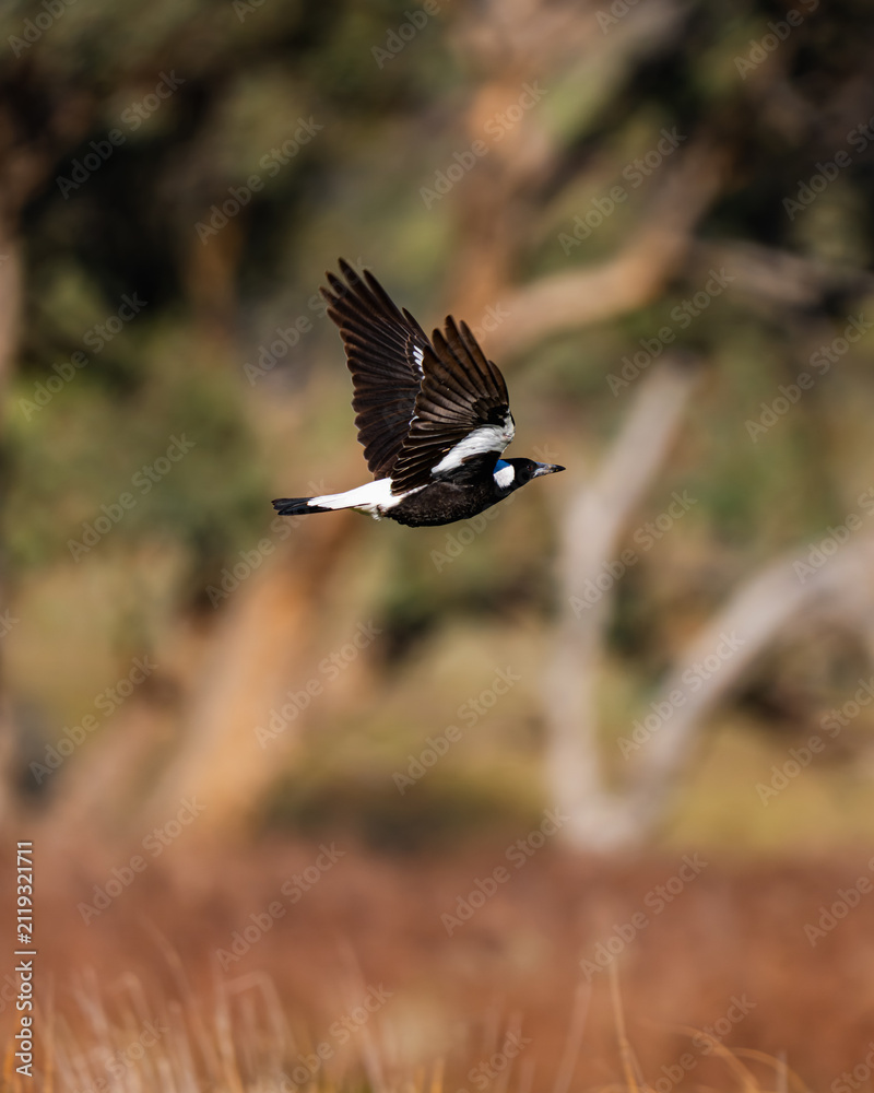 Obraz premium Magpie in flight