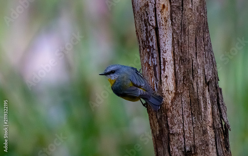 Yellow breasted robin on tree