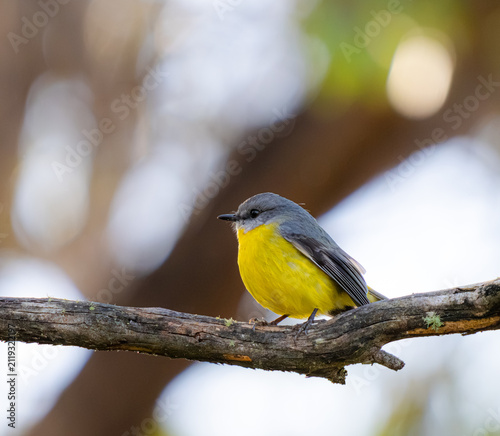 Yellow breasted robin on branch