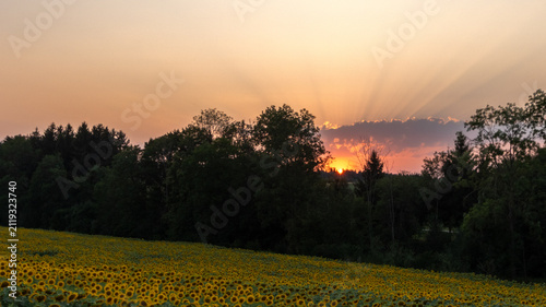 Sonnenblumenfeld bei Sonnenuntergang