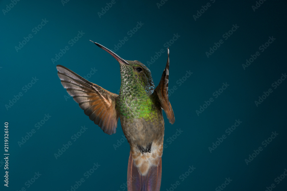 Fototapeta premium Berylline Hummingbird in flight